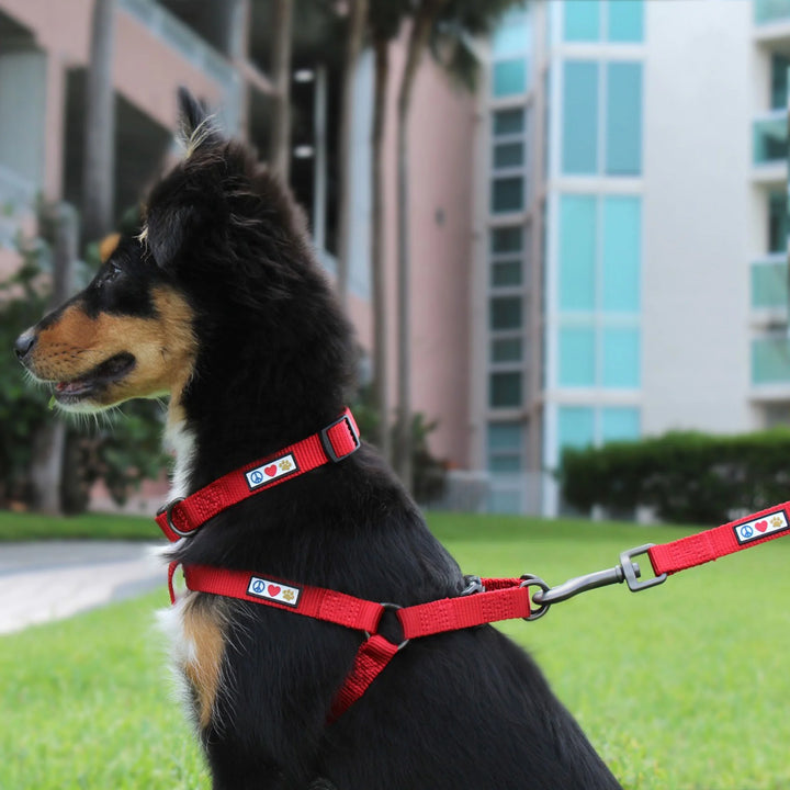 Dog Collar for Medium Dogs Training Puppy Collar with Solid - M - Green