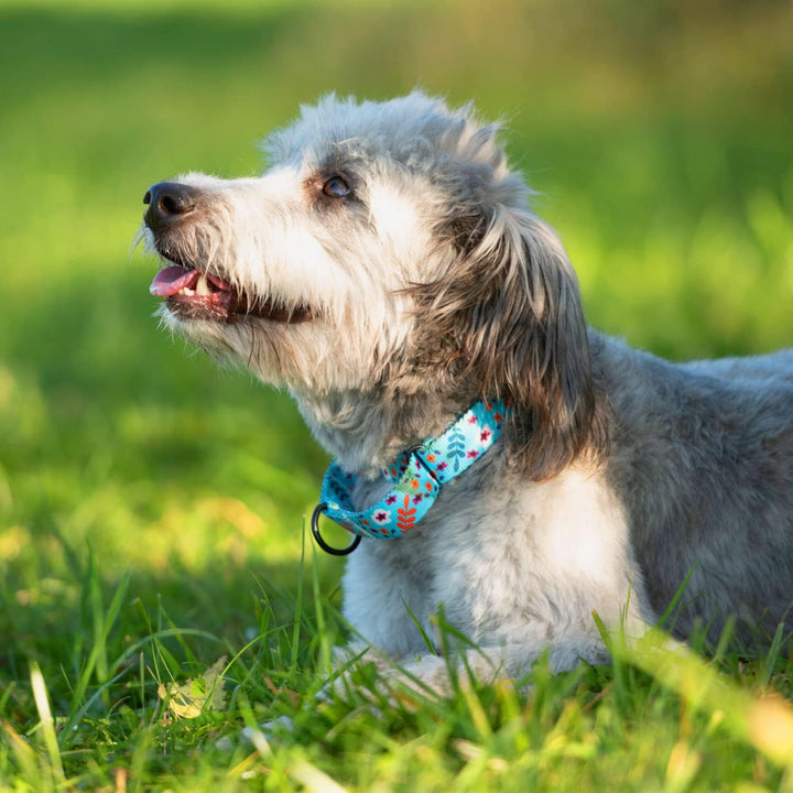 Martingale Collars for Dogs Heavy Duty Floral Pattern Female Safety Nylon Training Wide Collar Flower Design Large Medium (XL, Neck Size 19"-24", Aquamarine)