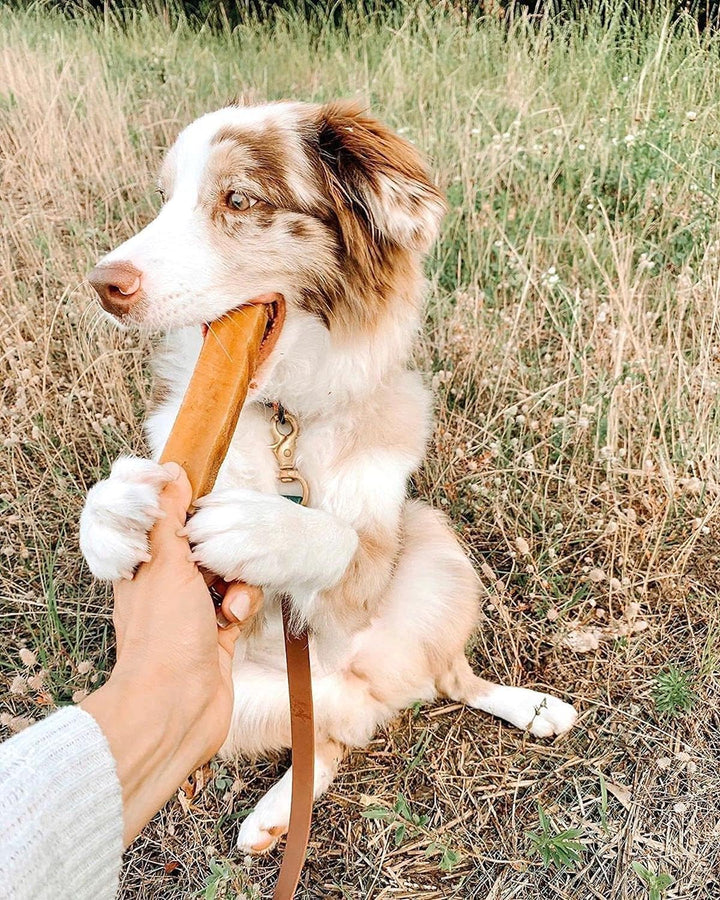 Ecokind Premium Gold Yak Cheese Himalayan Dog Chews, Dog Treats Large Breed, All Natural, High Protein, for Aggressive Chewers, Large - 18+ Chews