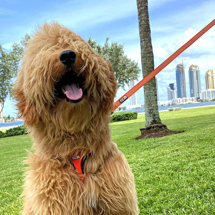 Pet Leash Puppy Leash Reflective Dog Leash | Comfortable Handle a Heavy Duty with Highly Visibility Threads | Reflective Dog Training Leash - 6 Foot Orange Dog Leash