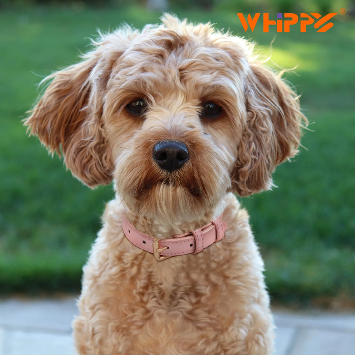 Leather Dog Collar, Soft Padded Dog Collar for Puppy Small Medium Large Dogs