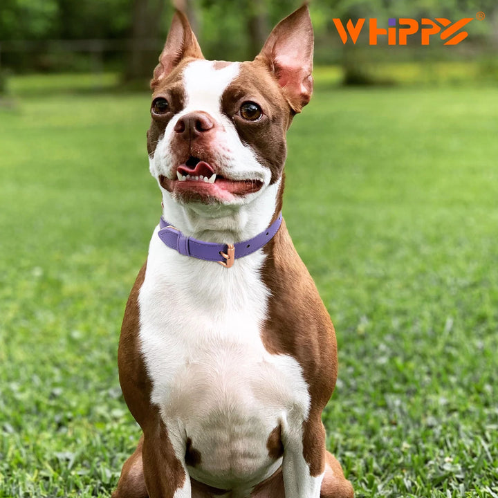 Leather Dog Collar, Soft Padded Dog Collar for Puppy Small Medium Large Dogs