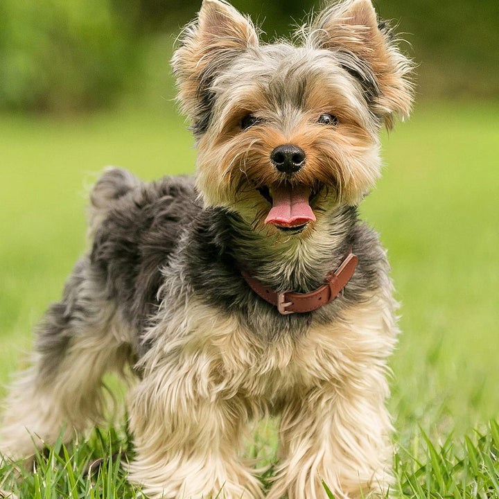 Leather Dog Collar for Small Medium Large Dog