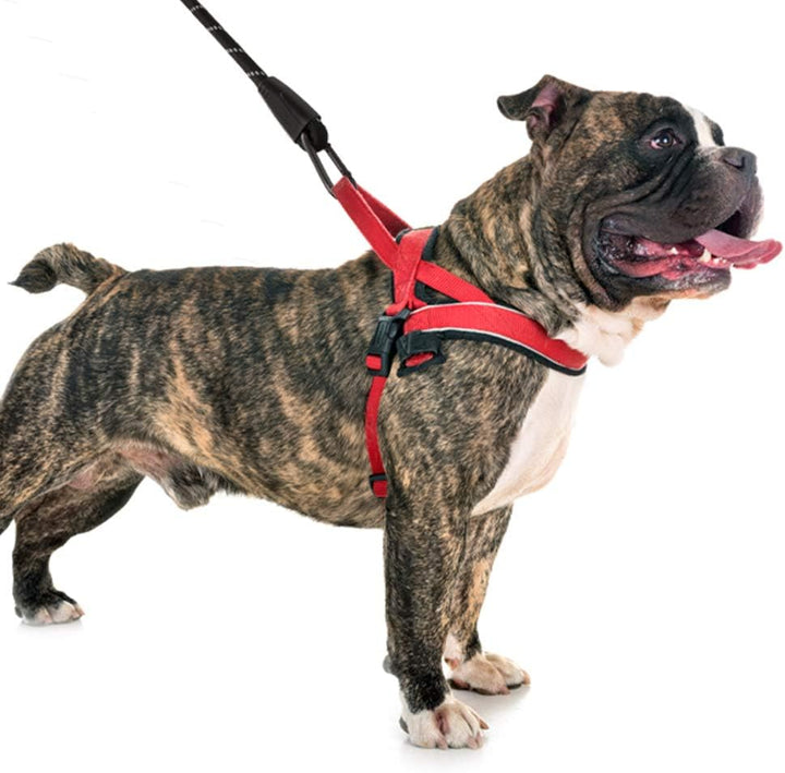 Dog Leash | 6 Foot Reinforced Leashes for Large Breed Dogs | Strong Durable Leash with Sturdy Carabiner Attachment and Comfort Grip Handle to Resist Pulling | Navy Blue