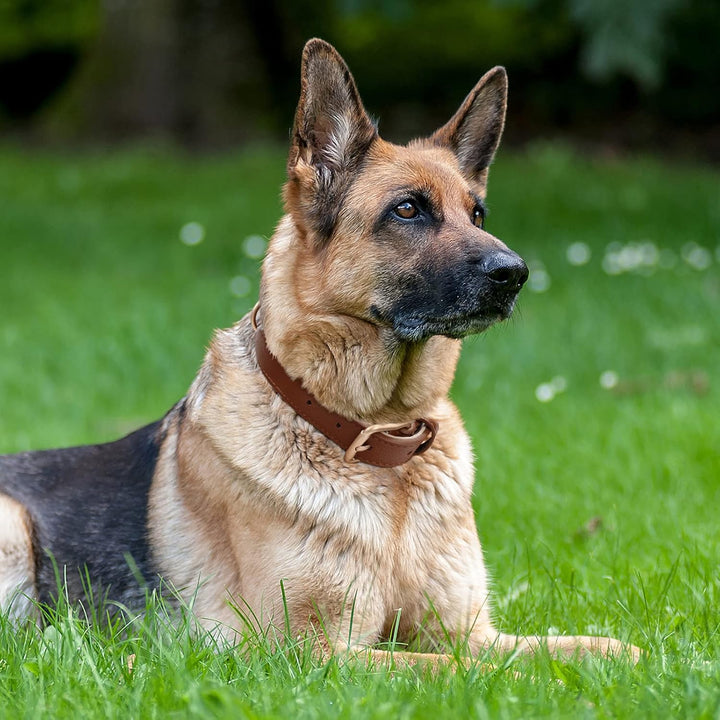 Leather Dog Collar for Small Medium Large Dog