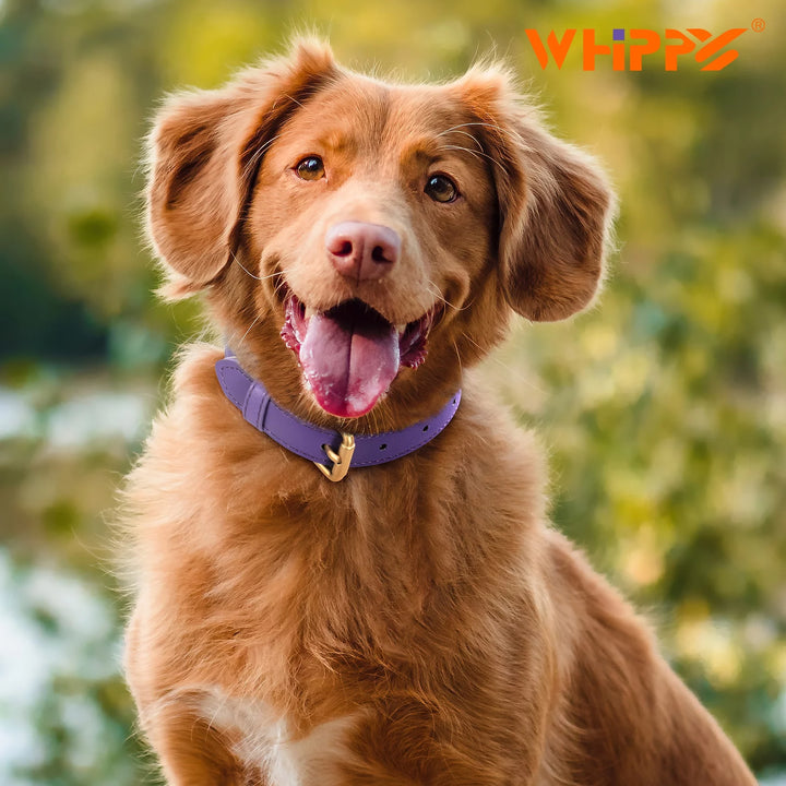 Leather Dog Collar, Soft Padded Dog Collar for Puppy Small Medium Large Dogs